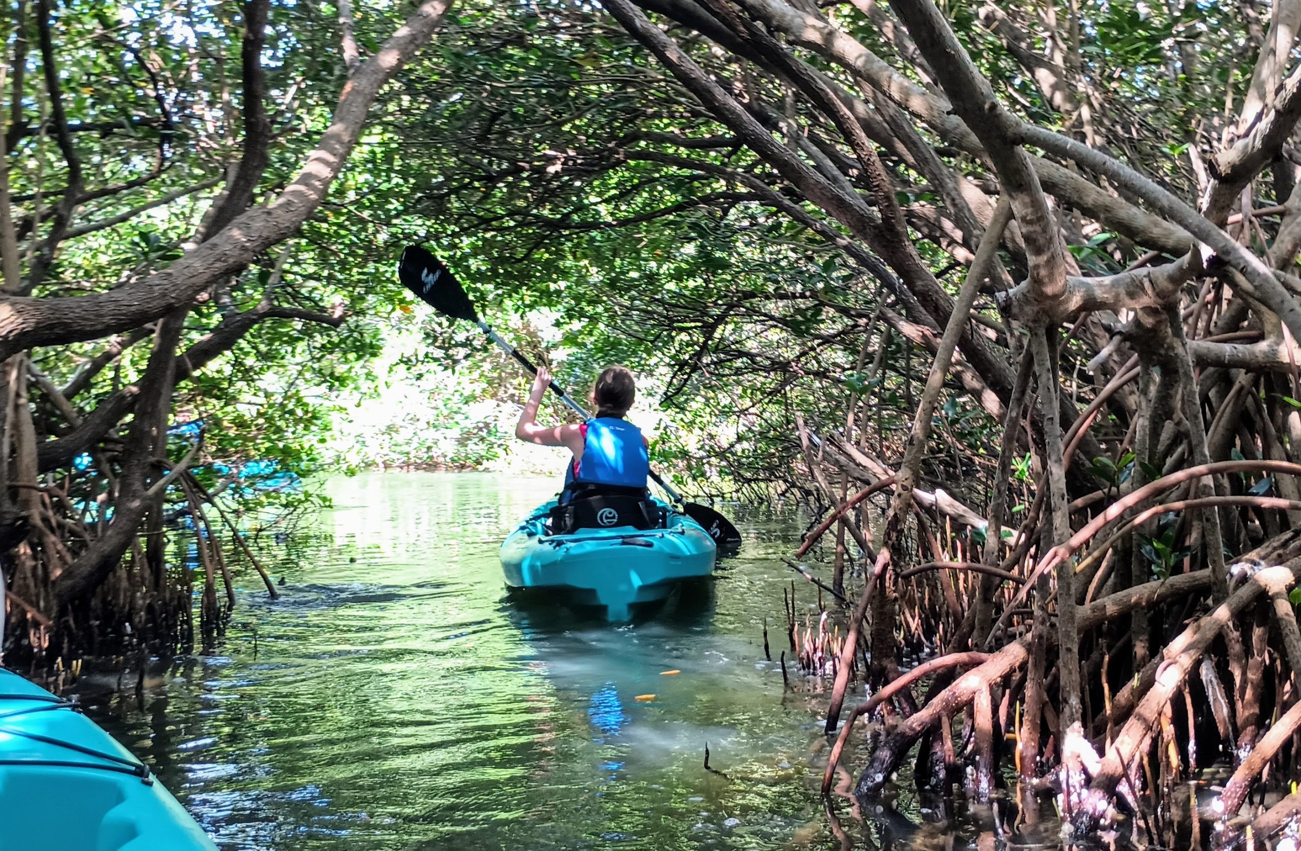 Mangrove tour