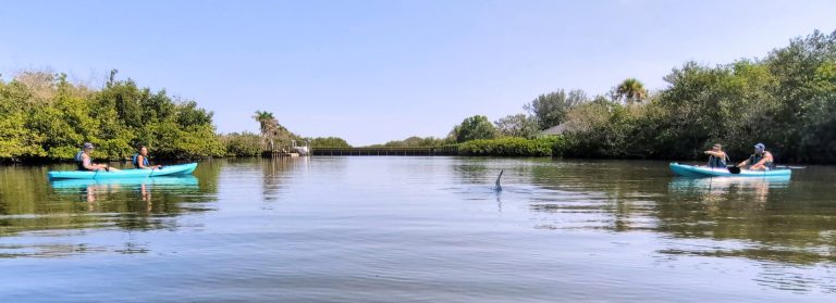 Dolphin between two kayaks