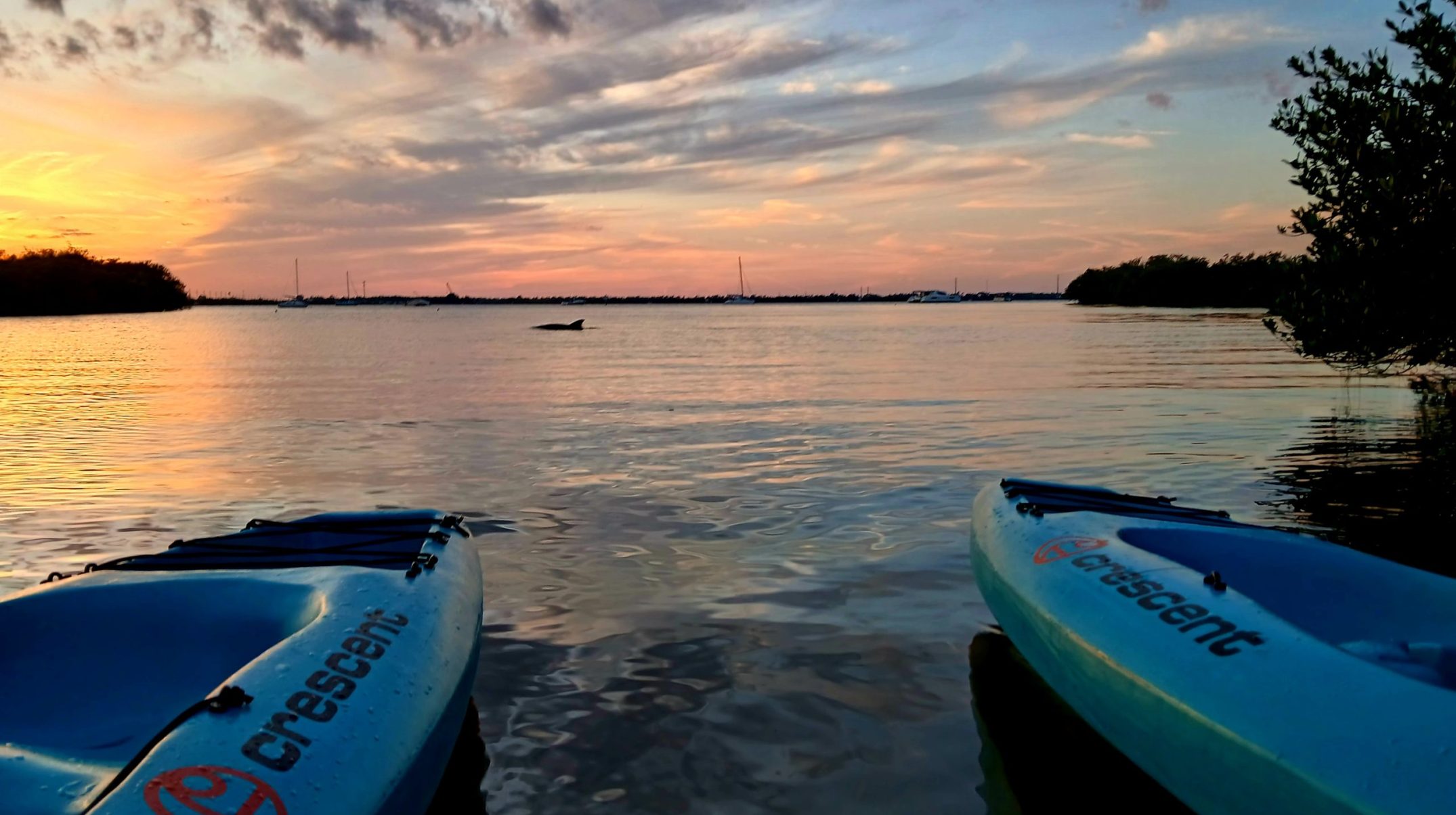 sunset with dolphins