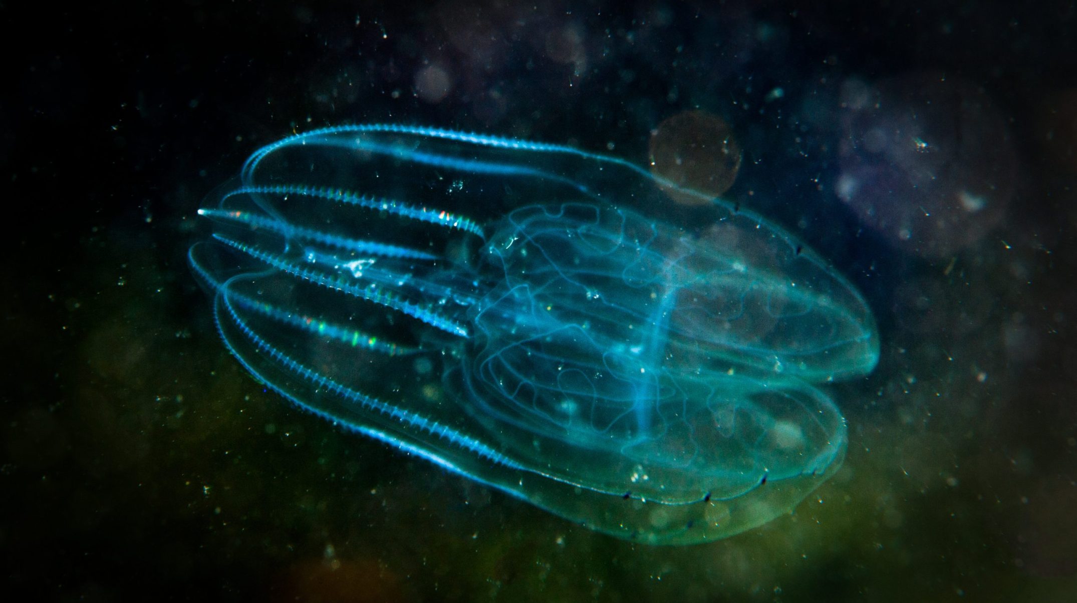 See comb jellies on bioluminescent tours