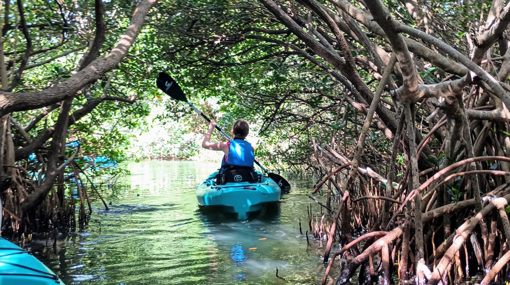 Mangrove tour